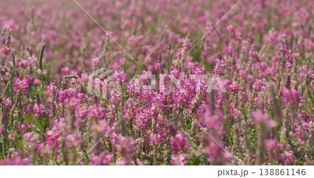 Nutrient-rich sainfoin field flourishing under sunlight sustainable animal feed production enhances feed quality and livestock nutrition eco-friendly high-protein forage crop cultivation 138861146