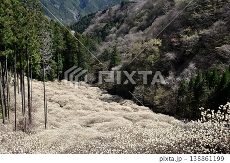 群馬県桐生市 屋敷山のミツマタ群生地 群馬県桐生市 屋敷山のミツマタ群生地 138861199