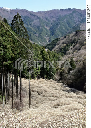 群馬県桐生市 屋敷山のミツマタ群生地 群馬県桐生市 屋敷山のミツマタ群生地 138861200
