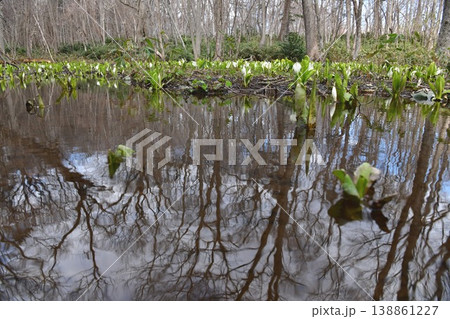 水面を染める春の草木 水面を染める春の草木 138861227