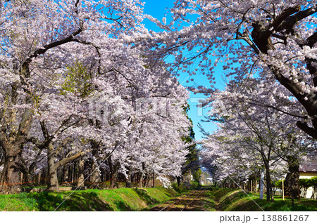 桜景 津軽鉄道 芦野公園駅付近 桜景 津軽鉄道 芦野公園駅付近 138861267