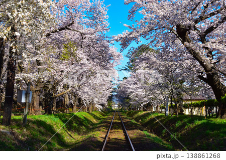 桜景　津軽鉄道　芦野公園駅付近 138861268