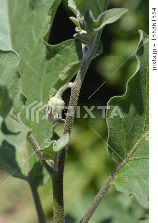 Aubergine leaves 138861384