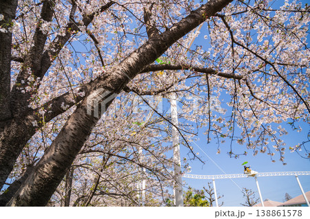 春のmeitoこどもランド・とだがわ、満開の桜とサイクルモノレール〈愛知県名古屋市〉 春のmeitoこどもランド・とだがわ、満開の桜とサイクルモノレール〈愛知県名古屋市〉 138861578