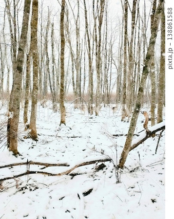 雪が残る広葉樹林に佇むエゾシカの群れ 雪が残る広葉樹林に佇むエゾシカの群れ 138861588