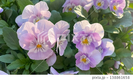 Close up of delicate lilac and purple pansies Viola cornuta blooming with green leaves in spring sun 138861658