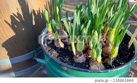 Sprouting narcissus bulbs with fresh green shoots growing in a vintage green enamel pot in spring sun Sprouting narcissus bulbs with fresh green shoots growing in a vintage green enamel pot in spring sun 138861669