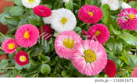 Top view of colorful pink white and red English daisies Bellis perennis blooming in a spring garden 138861671