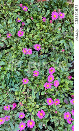 Top view of pink Marguerite daisies Argyranthemum frutescens blooming with lush green foliage outdoors 138861672