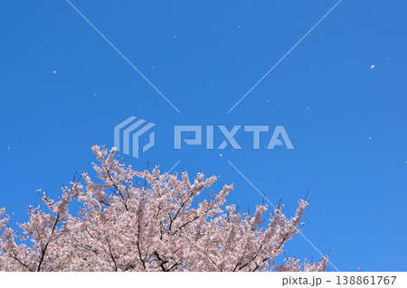 桜 青空 花吹雪 桜 青空 花吹雪 138861767