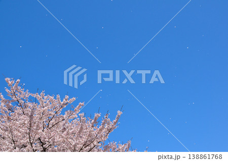 桜 青空 花吹雪 桜 青空 花吹雪 138861768