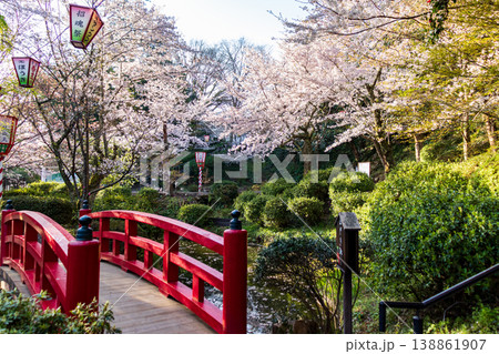 桜の名所の打吹公園の桜と赤い橋 桜の名所の打吹公園の桜と赤い橋 138861907