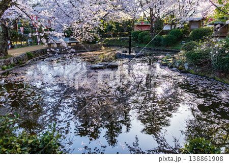 桜の名所の打吹公園の花びらが浮かぶ池 138861908