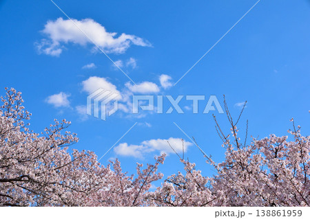 桜 染井吉野 青空 桜 染井吉野 青空 138861959