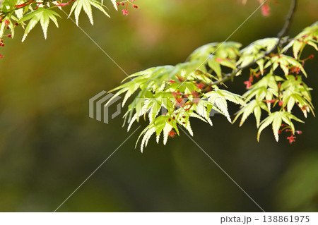 春の芽吹き　新緑 138861975