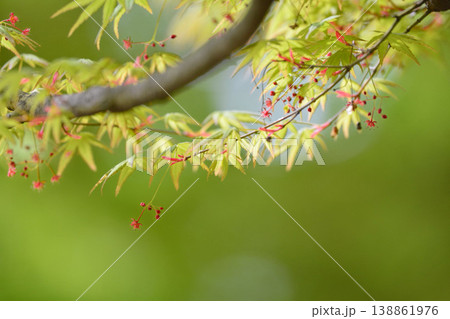 春の芽吹き　新緑 138861976