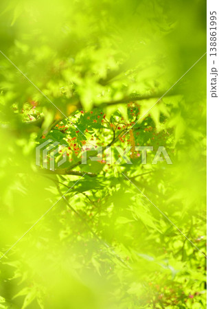春の芽吹き 新緑 春の芽吹き 新緑 138861995