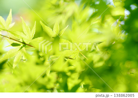 春の芽吹き 新緑 春の芽吹き 新緑 138862005