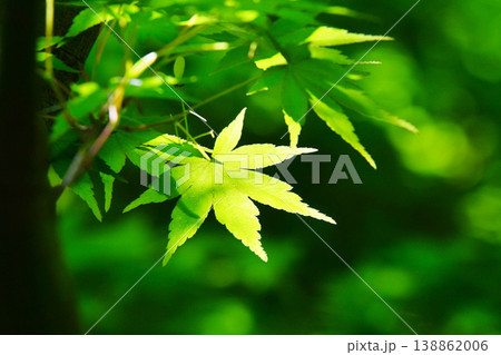 春の芽吹き 新緑 春の芽吹き 新緑 138862006
