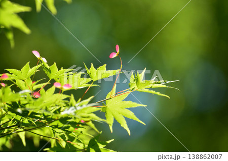 春の芽吹き 新緑 春の芽吹き 新緑 138862007