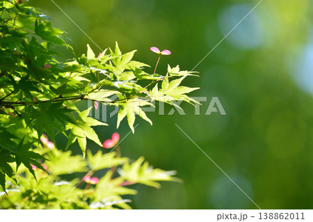 春の芽吹き 新緑 春の芽吹き 新緑 138862011