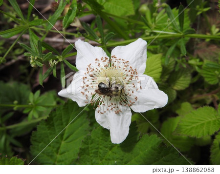 イチゴ属の中でも花が大きい「クサイチゴ」の花 イチゴ属の中でも花が大きい「クサイチゴ」の花 138862088
