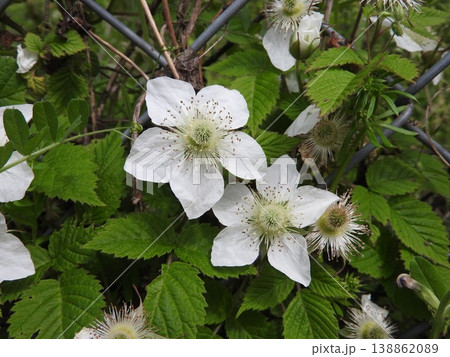 イチゴ属の中でも花が大きい「クサイチゴ」の花 イチゴ属の中でも花が大きい「クサイチゴ」の花 138862089