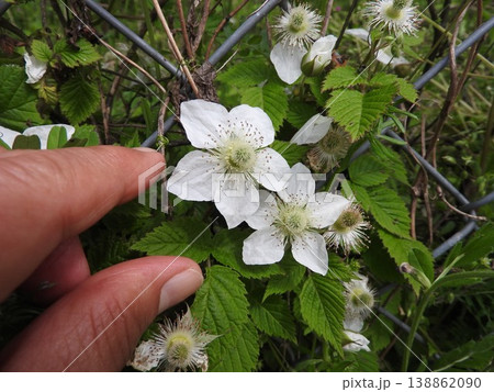 イチゴ属の中でも花が大きい「クサイチゴ」の花 イチゴ属の中でも花が大きい「クサイチゴ」の花 138862090