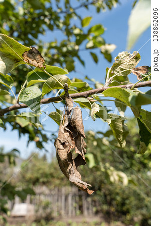 Apple tree leaf damaged by disease or pest, with brown dry spots from fungal infection or insect activity. Agricultural issues, climate impacts Apple tree leaf damaged by disease or pest, with brown dry spots from fungal infection or insect activity. Agricultural issues, climate impacts 138862096