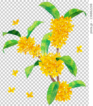 桂花(水彩風格) 桂花(水彩風格) 138862208