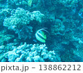 海底の珊瑚礁群 138862212