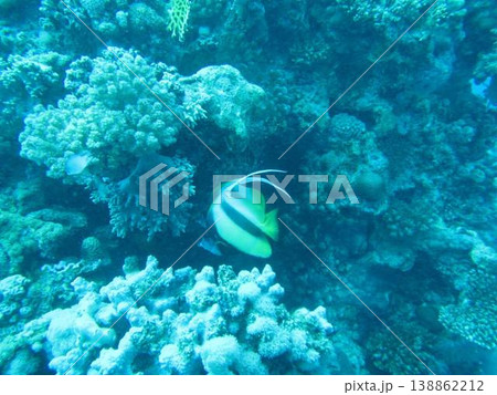 海底の珊瑚礁群 138862212