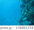 珊瑚礁の壁 138862258