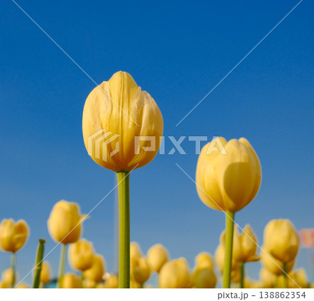 Yellow tulip flower field against blue sky Yellow tulip flower field against blue sky 138862354