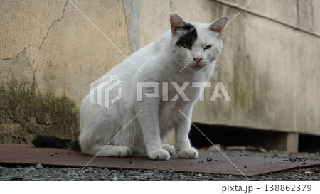 かわいい野良猫 かわいい野良猫 138862379