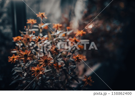 やわらかな光に包まれた花の背景素材 やわらかな光に包まれた花の背景素材 138862400