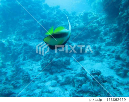 海中の魚 138862459