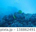 珊瑚礁に群がる魚 138862491
