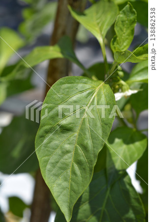Pepper leaves Pepper leaves 138862538