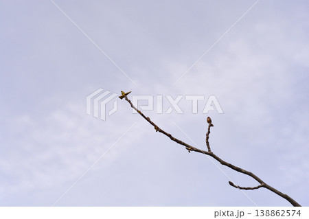 Tulip tree Tulip tree 138862574