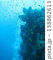 海底の壁と魚群 138862613