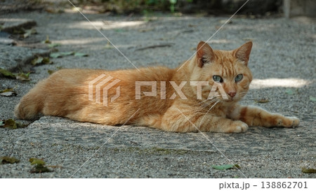 かわいい野良猫 138862701