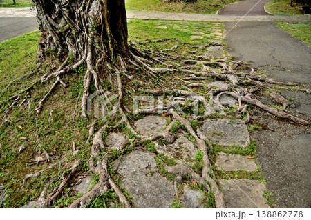 沖縄の木の根は薄い表土にしがみつく 138862778