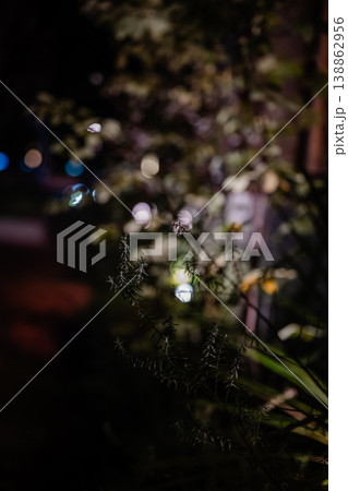 夜の光がにじむボケ背景と植物 夜の光がにじむボケ背景と植物 138862956