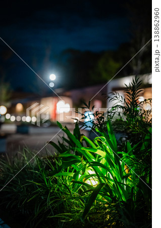 夜の光がにじむボケ背景と植物 夜の光がにじむボケ背景と植物 138862960