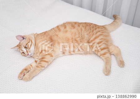 A cute red cat is lying on a light bed A cute red cat is lying on a light bed 138862990