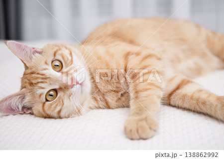 A cute red cat is lying on a light bed 138862992
