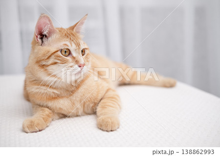 A cute red cat is lying on a light bed A cute red cat is lying on a light bed 138862993