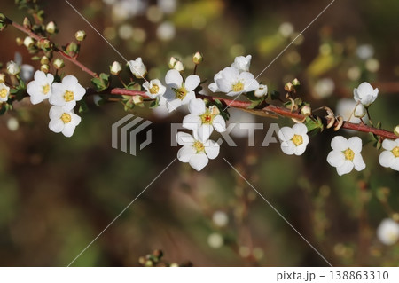 春の庭に咲く白い小さなユキヤナギの花 春の庭に咲く白い小さなユキヤナギの花 138863310