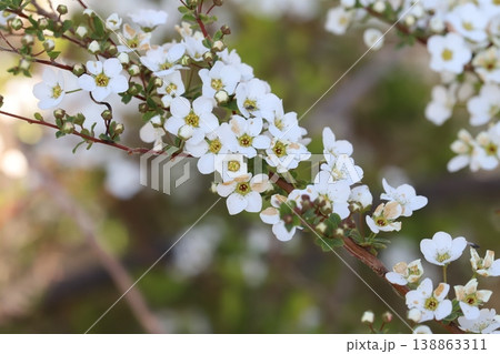 春の庭に咲く白い小さなユキヤナギの花 春の庭に咲く白い小さなユキヤナギの花 138863311